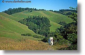 california, dogs, headlands, hiking, horizontal, marin, marin county, marin headlands, north bay, northern california, sammy, san francisco bay area, west coast, western usa, photograph