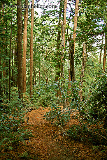hoo-koo-ee-koo-redwoods.jpg