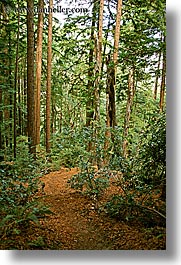images/California/Marin/HooKooEeKoo/hoo-koo-ee-koo-redwoods.jpg
