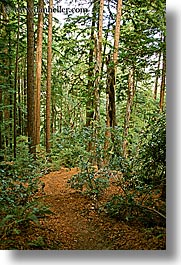 california, hike, hoo koo ee koo, marin, marin county, north bay, northern california, redwoods, san francisco bay area, trails, vertical, west coast, western usa, photograph