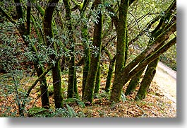 california, hoo koo ee koo, horizontal, marin, marin county, mossy, north bay, northern california, san francisco bay area, trees, west coast, western usa, photograph