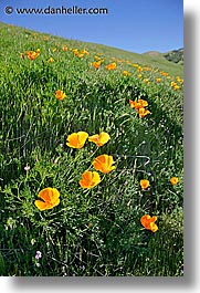 images/California/Marin/LucasValley/calif-poppies-1.jpg