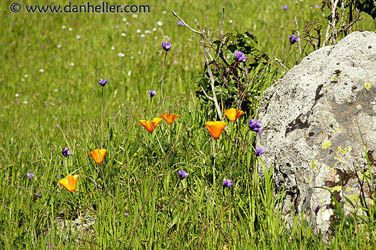 calif-poppies-4.jpg