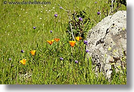 california, horizontal, lucas valley, marin, marin county, north bay, northern california, poppies, san francisco bay area, west coast, western usa, photograph