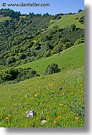 california, lucas valley, marin, marin county, north bay, northern california, poppies, san francisco bay area, vertical, west coast, western usa, photograph