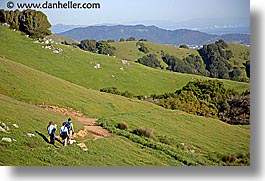 california, dogs, hikers, hills, horizontal, lucas valley, marin, marin county, north bay, northern california, san francisco bay area, west coast, western usa, photograph