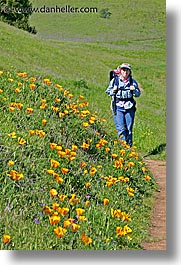 california, jills, lucas valley, marin, marin county, north bay, northern california, poppies, san francisco bay area, vertical, west coast, western usa, photograph