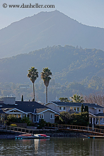 palm-trees-n-mt_tam-01.jpg