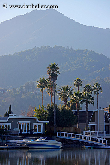 palm-trees-n-mt_tam-03.jpg