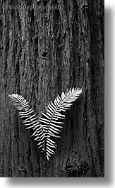 black and white, california, ferns, forests, long exposure, marin, marin county, muir woods, nature, north bay, northern california, plants, redwoods, trees, vertical, west coast, western usa, photograph