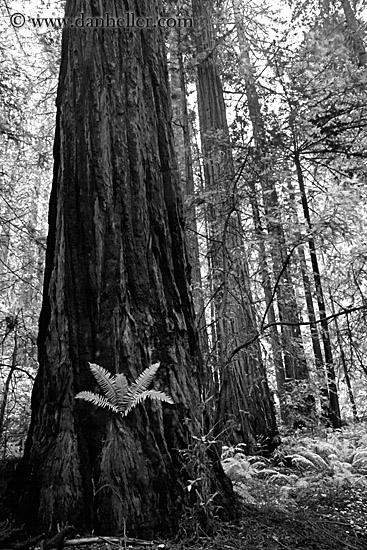 fern-in-redwood-2-bw.jpg