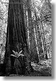 black and white, california, ferns, forests, long exposure, marin, marin county, muir woods, nature, north bay, northern california, plants, redwoods, trees, vertical, west coast, western usa, photograph