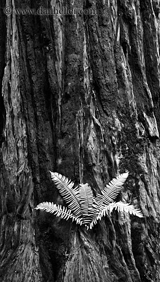 fern-in-redwood-3-bw.jpg