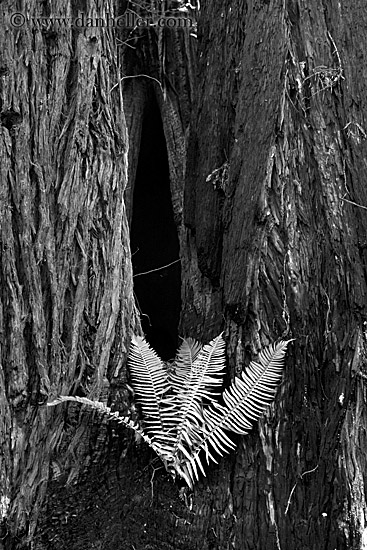 fern-in-redwood-5-bw.jpg