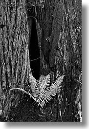 black and white, california, ferns, forests, long exposure, marin, marin county, muir woods, nature, north bay, northern california, plants, redwoods, trees, vertical, west coast, western usa, photograph