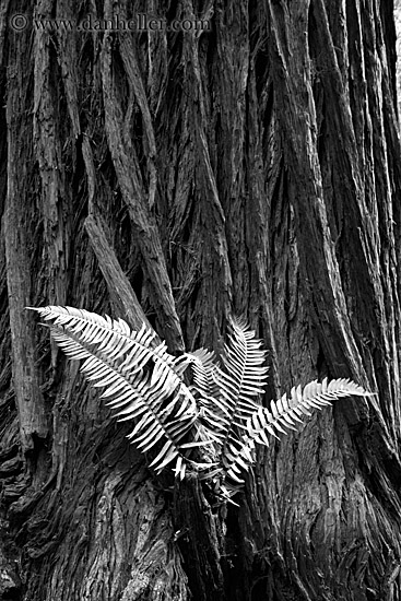 fern-in-redwood-6-bw.jpg