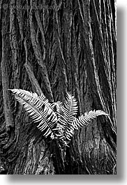 black and white, california, ferns, forests, long exposure, marin, marin county, muir woods, nature, north bay, northern california, plants, redwoods, trees, vertical, west coast, western usa, photograph