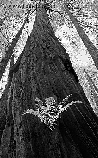 fern-in-redwood-7-bw.jpg