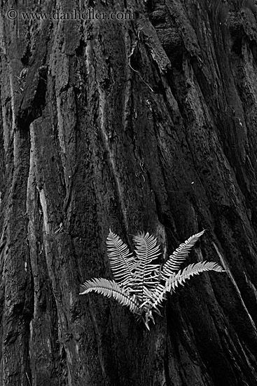 fern-in-redwood-8-bw.jpg