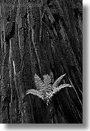 black and white, california, ferns, forests, long exposure, marin, marin county, muir woods, nature, north bay, northern california, plants, redwoods, trees, vertical, west coast, western usa, photograph