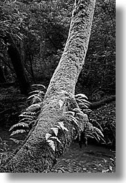 black and white, california, ferns, forests, long exposure, marin, marin county, mossy, muir woods, nature, north bay, northern california, plants, trees, vertical, west coast, western usa, photograph