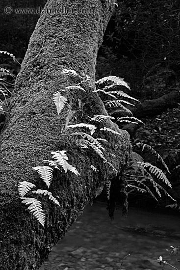 fern-on-mossy-tree-2-bw.jpg