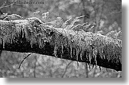 images/California/Marin/MuirWoods/BlackAndWhite/fern-on-mossy-tree-3-bw.jpg