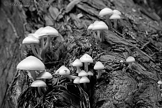 mushrooms-on-redwood-tree-2-bw.jpg