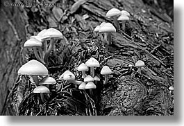 images/California/Marin/MuirWoods/BlackAndWhite/mushrooms-on-redwood-tree-2-bw.jpg