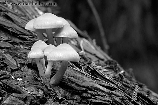 mushrooms-on-redwood-tree-bw.jpg