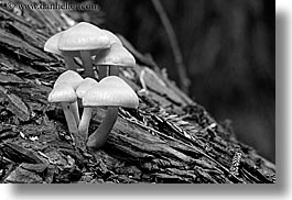 black and white, california, horizontal, long exposure, marin, marin county, muir woods, mushrooms, north bay, northern california, redwoods, trees, west coast, western usa, photograph