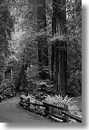 black and white, california, forests, long exposure, marin, marin county, muir woods, nature, north bay, northern california, paths, paved, plants, trees, vertical, west coast, western usa, photograph