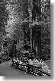 images/California/Marin/MuirWoods/BlackAndWhite/paved-path-n-trees-06.jpg