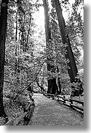 black and white, california, forests, marin, marin county, muir woods, nature, north bay, northern california, paths, paved, plants, trees, vertical, west coast, western usa, photograph