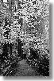 images/California/Marin/MuirWoods/BlackAndWhite/paved-path-n-trees-10-bw.jpg