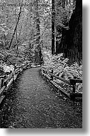 black and white, california, forests, marin, marin county, muir woods, nature, north bay, northern california, paths, paved, plants, trees, vertical, west coast, western usa, photograph