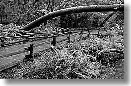 black and white, california, forests, horizontal, marin, marin county, muir woods, nature, north bay, northern california, paths, paved, plants, trees, west coast, western usa, photograph