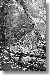 black and white, california, forests, marin, marin county, muir woods, nature, north bay, northern california, paths, paved, plants, trees, vertical, west coast, western usa, photograph