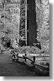 black and white, california, forests, marin, marin county, muir woods, nature, north bay, northern california, paths, paved, plants, trees, vertical, west coast, western usa, photograph