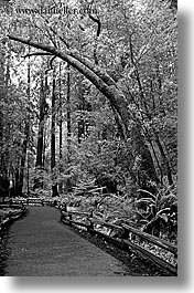 black and white, california, forests, marin, marin county, muir woods, nature, north bay, northern california, paths, paved, plants, trees, vertical, west coast, western usa, photograph