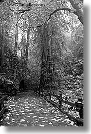 black and white, california, forests, marin, marin county, muir woods, nature, north bay, northern california, paths, paved, plants, trees, vertical, west coast, western usa, photograph