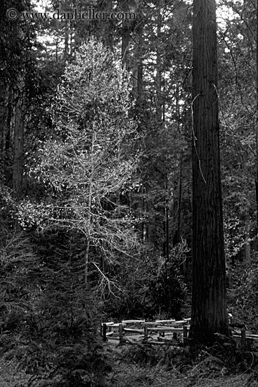 redwood-forest-1-bw.jpg