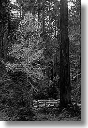 black and white, california, forests, long exposure, marin, marin county, muir woods, nature, north bay, northern california, plants, redwoods, trees, vertical, west coast, western usa, photograph