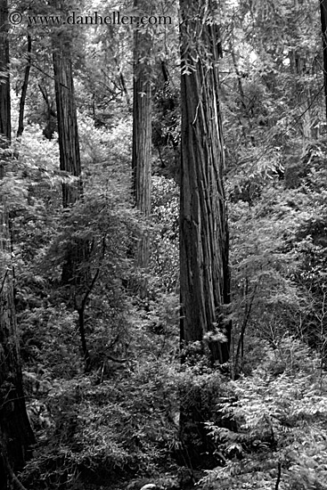 redwood-forest-2-bw.jpg