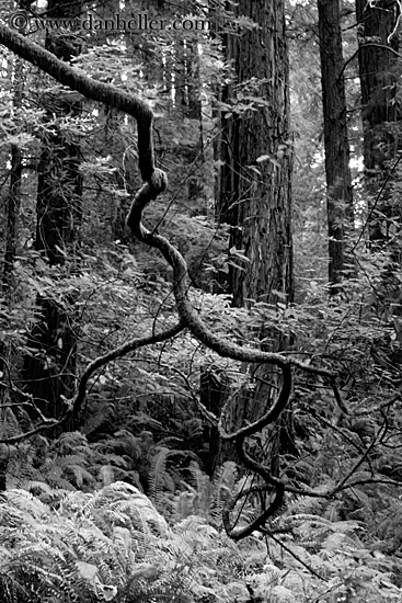 redwoods-n-crooked-branches-bw-2.jpg