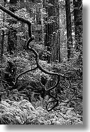 black and white, branches, california, crooked, forests, long exposure, marin, marin county, muir woods, nature, north bay, northern california, plants, redwoods, trees, vertical, west coast, western usa, photograph