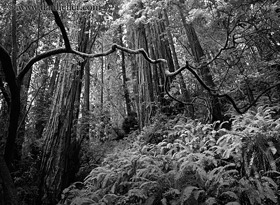 redwoods-n-crooked-branches-bw-3.jpg