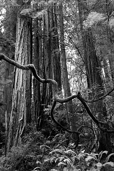 redwoods-n-crooked-branches-bw-4.jpg