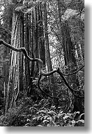 black and white, branches, california, crooked, forests, long exposure, marin, marin county, muir woods, nature, north bay, northern california, plants, redwoods, trees, vertical, west coast, western usa, photograph