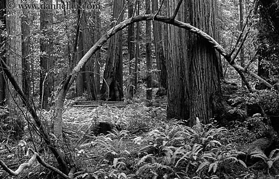 redwoods-n-mossy-branch-1-bw.jpg
